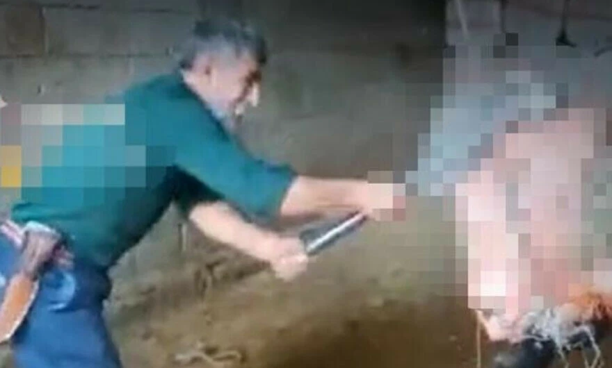 Mardin’de kan donduran görüntü: Boğazını bağladığı boğanın başına defalarca balyozla vurarak öldürdü