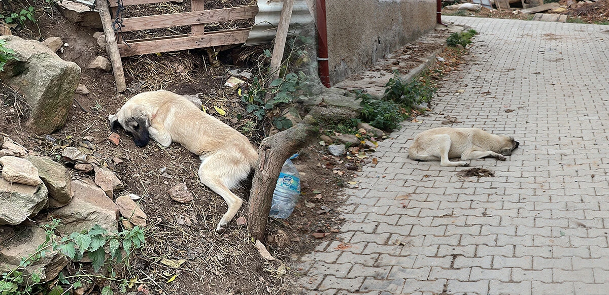 Kütahya'da kan donduran vahşet! Sokakta parçalanmış kadın cesedi bulundu