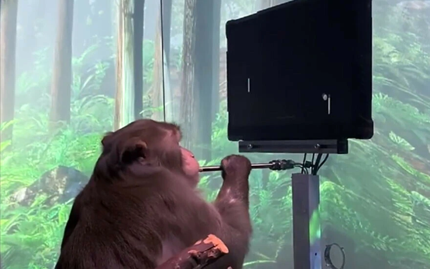 Tarih verildi: Elon Musk'ın beyin çipi şirketi Neuralink insan testlerine başlıyor!