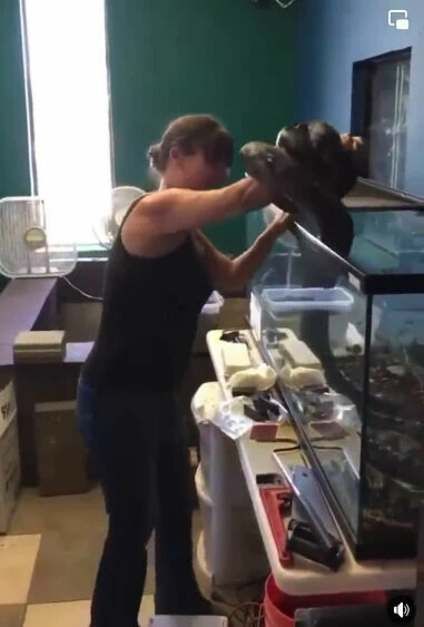 Evinde beslediği piton yılanı önce kolunu sardı mosmor yaptı ardından bacağını! Korkunç video viral oldu