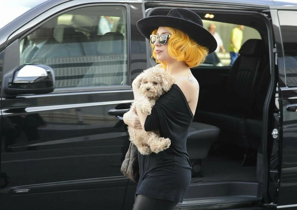 Lady Gaga'nın köpeklerini kaçıranlar 21 yıl hapis cezasına çarptırıldı!