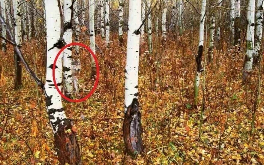 Aklın sınırlarını zorlayan zeka testi: 11 saniye içinde ormandaki hayvanı bulabilir misiniz?