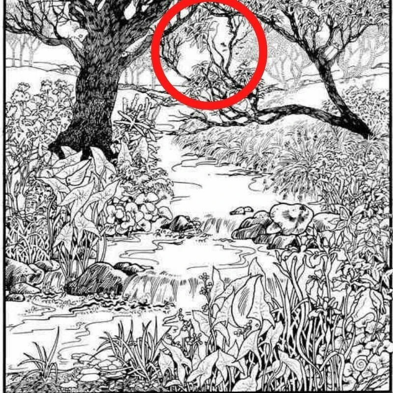 Zeka testinde son nokta: Sadece yüksek IQ'lu insanlar 11 saniyede ormandaki kadın yüzünü görebiliyor!