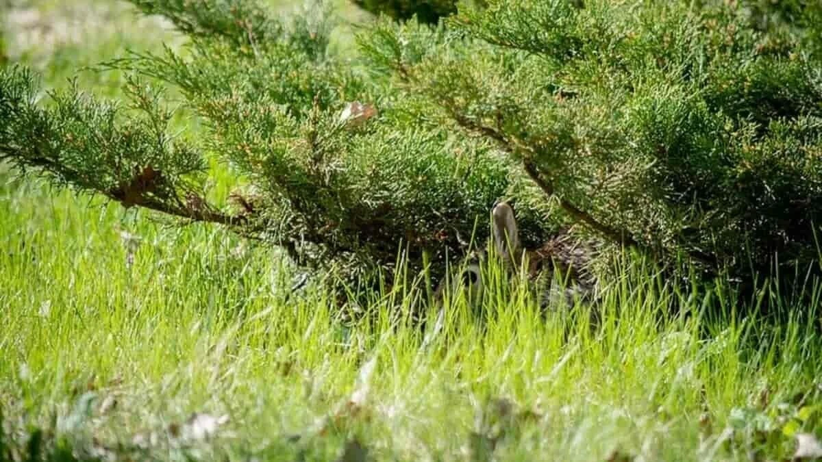Bu zeka testi Şahingöz olanları seçiyor: Çalılardaki tavşanı 5 saniyede bulanlar şahin kadar keskin görsel zeka sahipler!