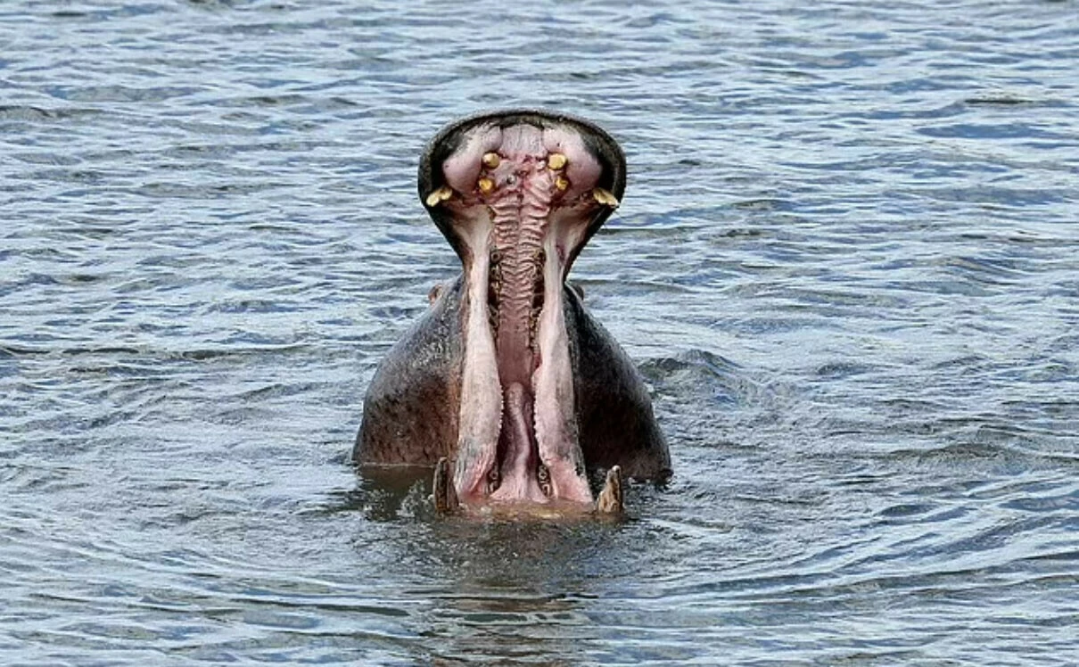 Su aygırı 2 yaşındaki çocuğu yuttu! Olaya tanık olan bir kişinin zekice hamlesi kurtardı