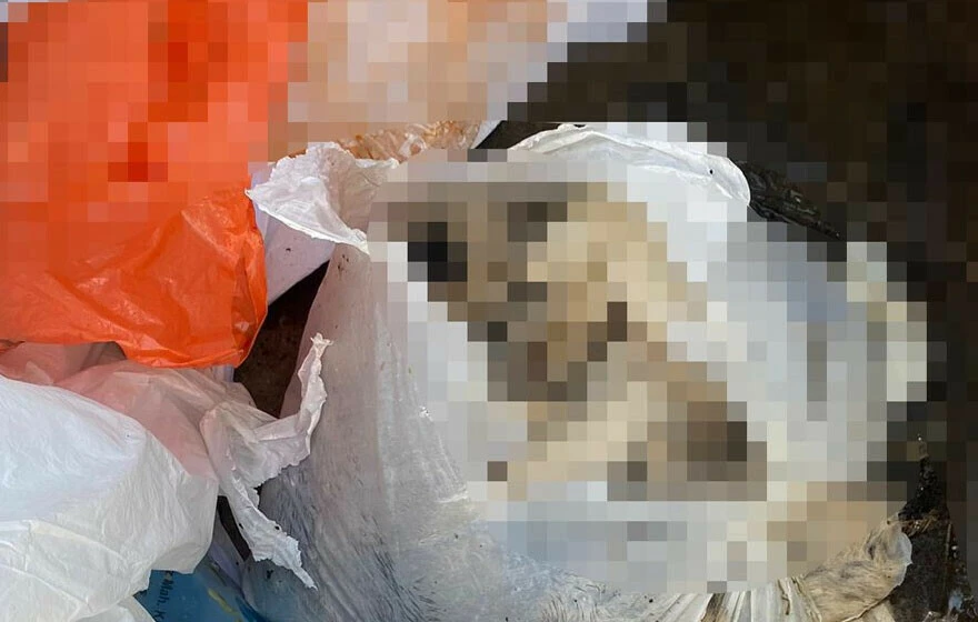 Ağrı’daki barınakta dehşete düşüren görüntüler… Köpekler öldürülüp çöpe atıldı!