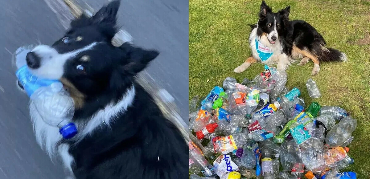 İnsanlardan daha çevreci! Köpek Scruff 1.000 adet <a href=