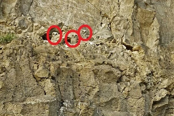 Muhteşem algıya sahip olanlar görebiliyor: Yalnızca pratik zekalılar kayalıklardaki 3 baykuşu 10 saniyede bulabiliyor!