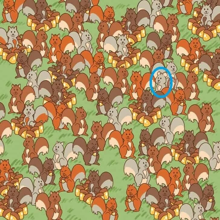 Görsel zeka testinde nokta atışı yapın! Sincapların arasındaki fareyi bulmak için 10 saniyeniz var