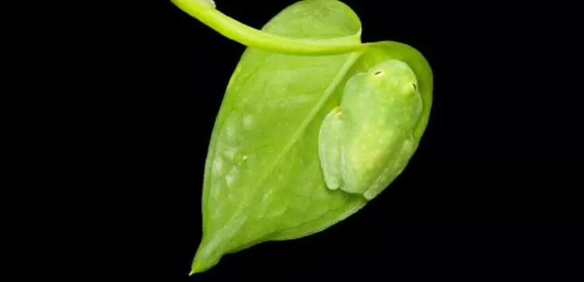 Cam kurbağaların gizemi çözüldü: Kanı karaciğere topluyorlar