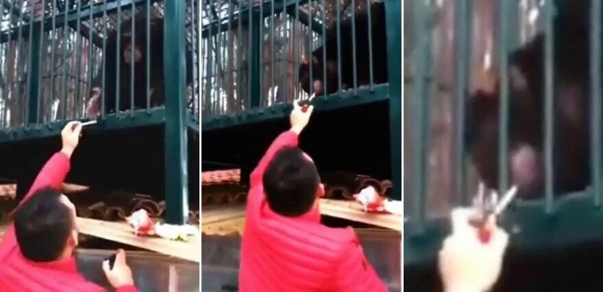 Sigaraya alıştırılan maymun, sosyal medyada gündem oldu
