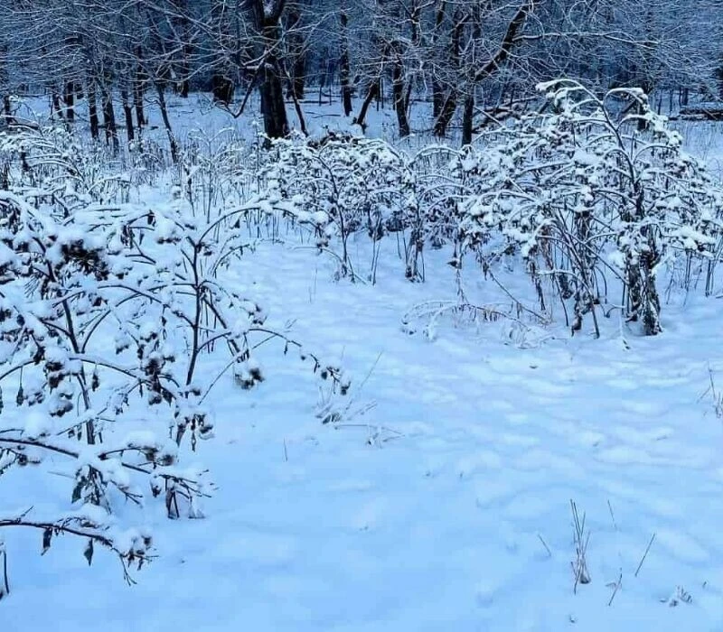 Zeka testinde zirve: Karlı ormandaki köpeği 15 saniyede bulanlar görsel zekasının zirvesinde kabul ediliyor!