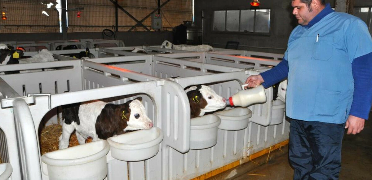 Biberonla beslenen buzağılara bebek gibi bakıyorlar