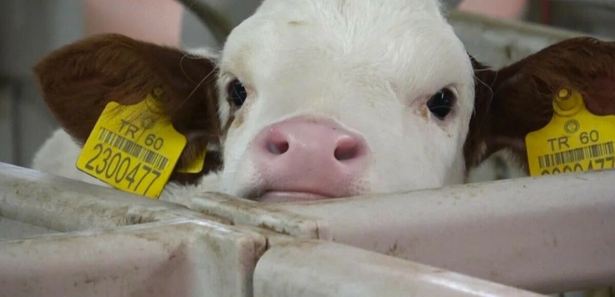 Biberonla beslenen buzağılara bebek gibi bakıyorlar