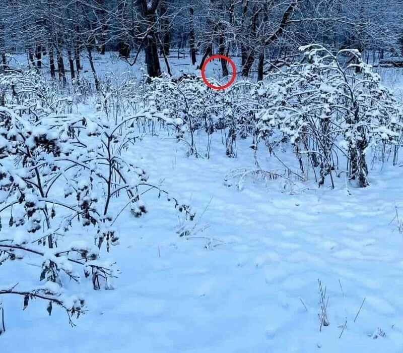 Zeka testinde zirve: Karlı ormandaki köpeği 15 saniyede bulanlar görsel zekasının zirvesinde kabul ediliyor!