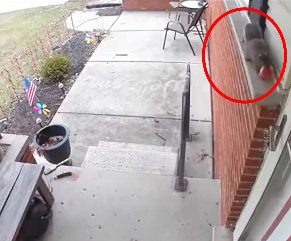 Kapının önüne her gün konan kurabiyenin gizemi! Güvenlik kamerasını izleyen kadın şoke oldu