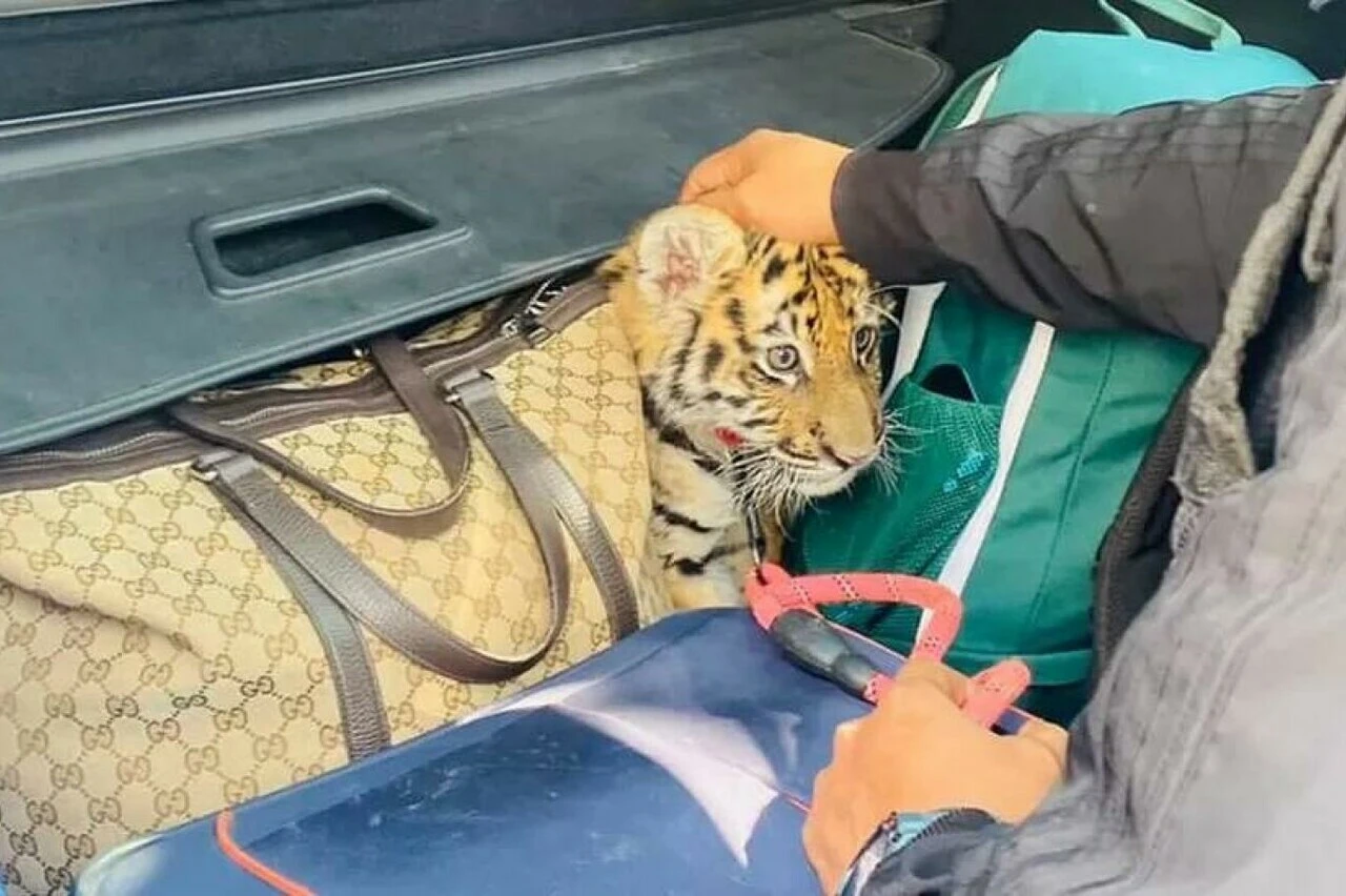 Lüks aracın önünü kesen polisler bagajdan çıkanlara inanamadı! Vahşi hayvandan silaha kadar...