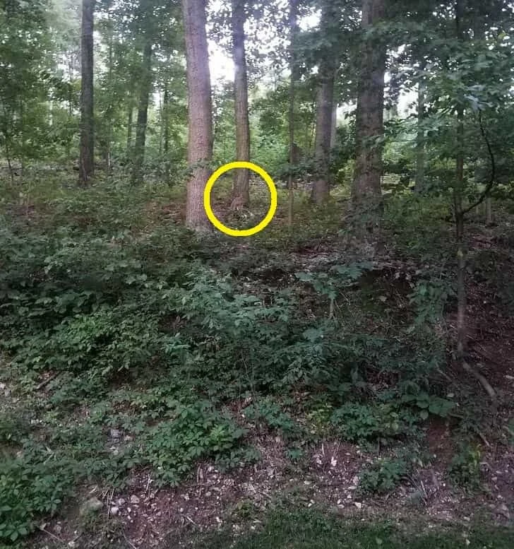 En iyi görsel zeka testi kabul edildi! Sadece zekiler ormandaki tilkiyi 9 saniyede bulabiliyor