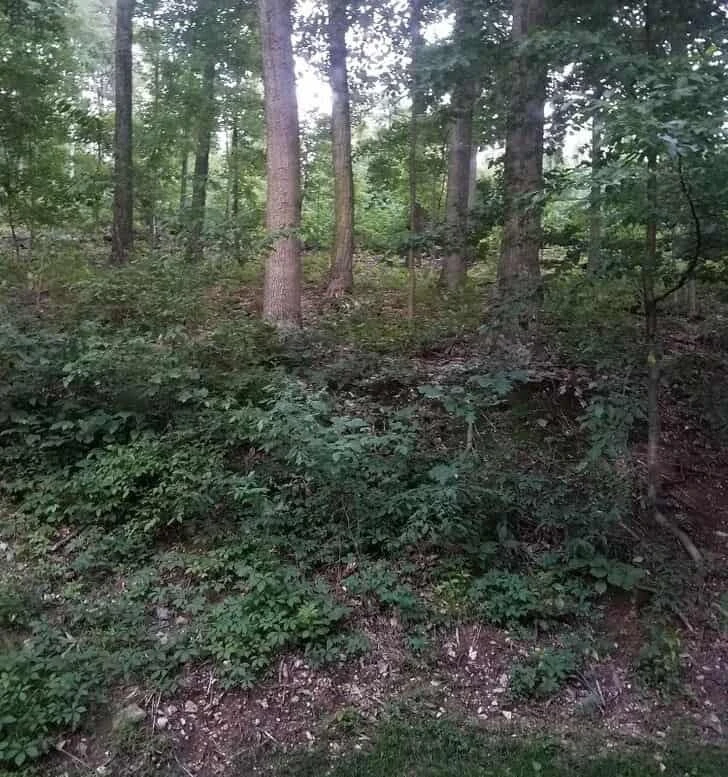 En iyi görsel zeka testi kabul edildi! Sadece zekiler ormandaki tilkiyi 9 saniyede bulabiliyor