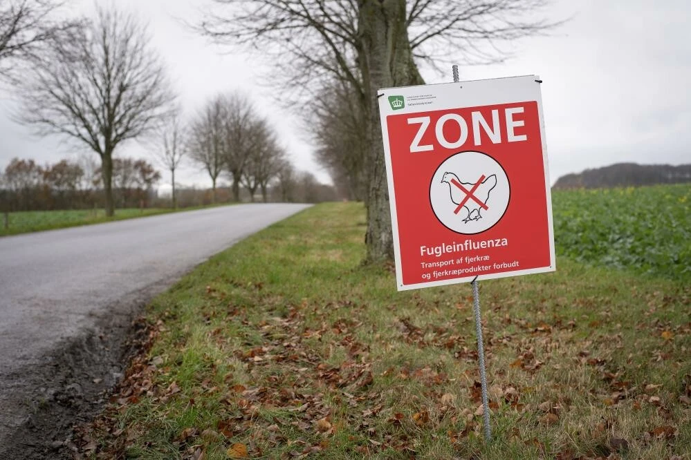 Danimarka'da kuş gribi alarmı: On binlerce tavuk itlaf edilecek
